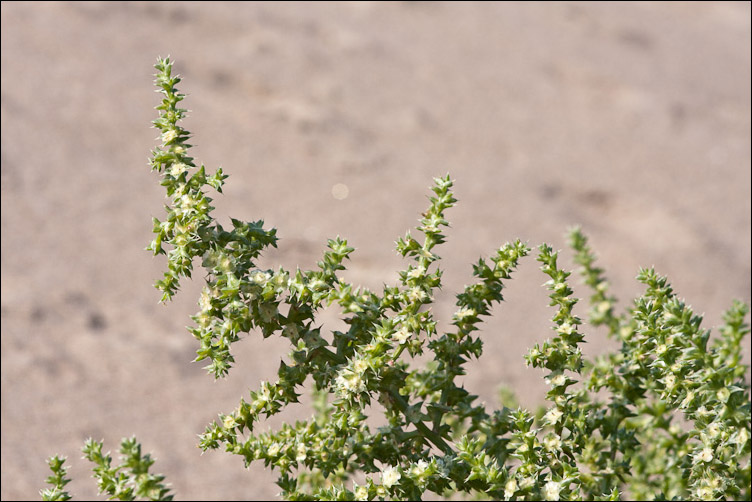 Salsola kali e Salsola soda, nelle tracce di Pan